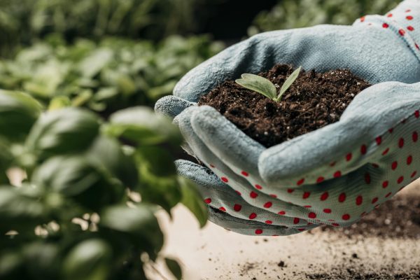 side-view-hands-with-gloves-holding-soil-plant